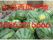 15563215666山东薄皮京欣西瓜产地