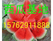 15762911888薄皮京欣西瓜现在价格山东西瓜低价销售