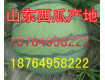 供应山东大棚西瓜产地直销/今日京欣西瓜批发市场报价