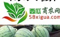 西瓜种植户西瓜图一