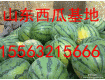 15563215666薄皮大棚西瓜/促销西瓜