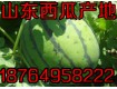 18764958222京欣西瓜批发价格/山东临沂大棚西瓜产地