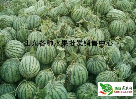 西瓜种植户西瓜图一