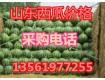 13561977255山东西瓜市场西瓜5毛供应