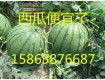 15863876687【大棚西瓜最新价格】