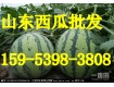 15953983808山东西瓜产地批发