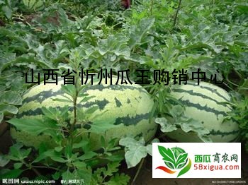 西瓜种植户西瓜图一