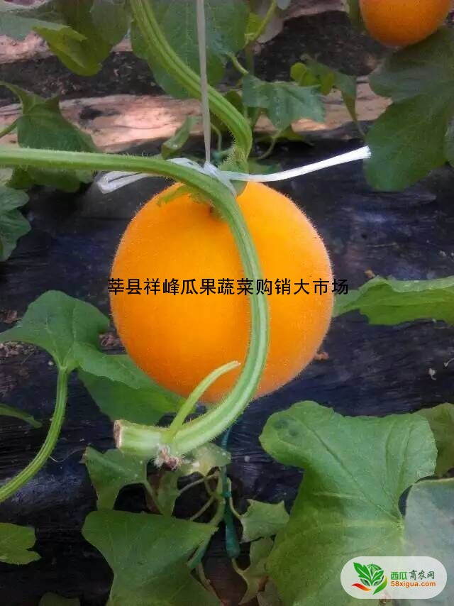 其他西瓜西瓜图一