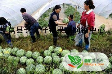 西瓜种植户西瓜图二