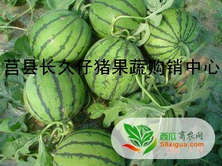 西瓜种植户西瓜图三