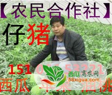 花皮无籽西瓜图三