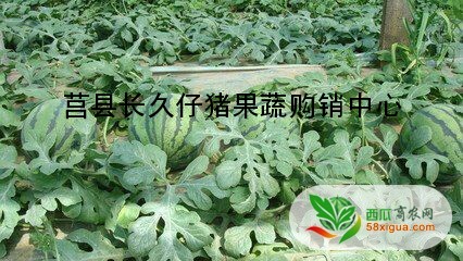 西瓜种植户西瓜图二