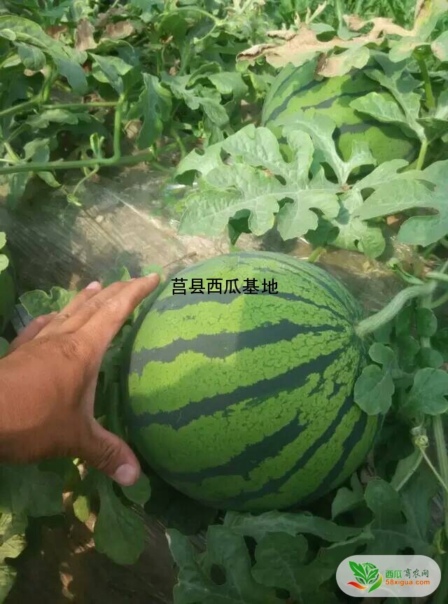 双星西瓜图一