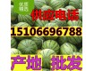 山东西瓜最新批发价格15106696788