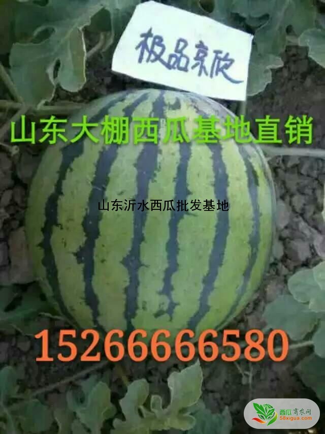 西瓜代办西瓜图一