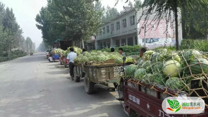 龙卷风西瓜图三