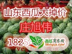 京欣西瓜图二