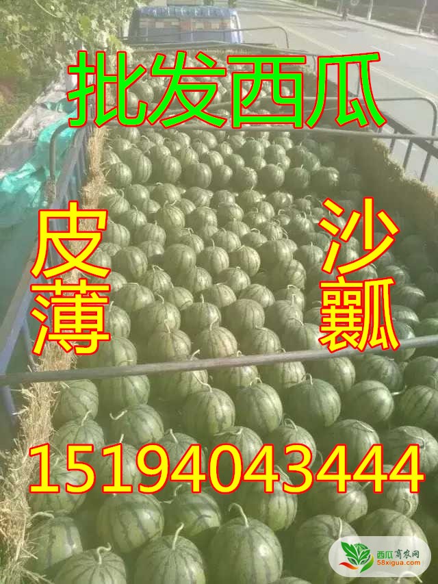 西瓜种植户西瓜图一