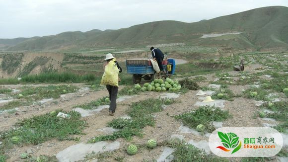 西瓜代办西瓜图二