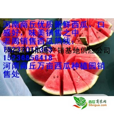 冠龙西瓜西瓜图二