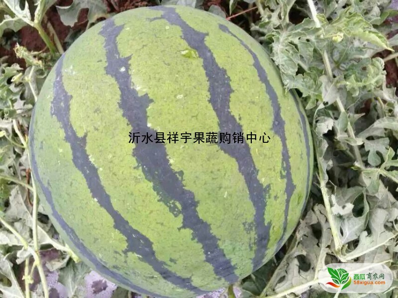 西瓜种植户西瓜图一