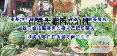 西瓜种植户西瓜图一