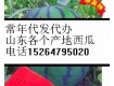 山东泗水西瓜代办代收15264795020