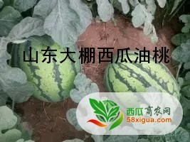 西瓜种植户西瓜图一