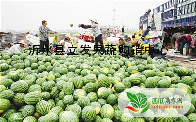 京欣西瓜图二