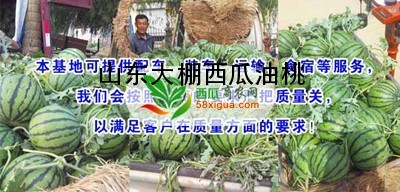 西瓜种植户西瓜图二