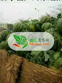 西瓜种植户西瓜图二