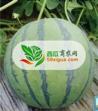 西瓜种植户西瓜图三