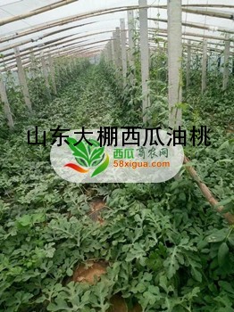 西瓜种植户西瓜图一