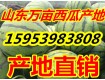 山东西瓜便宜了/今天西瓜报价0.7元/斤