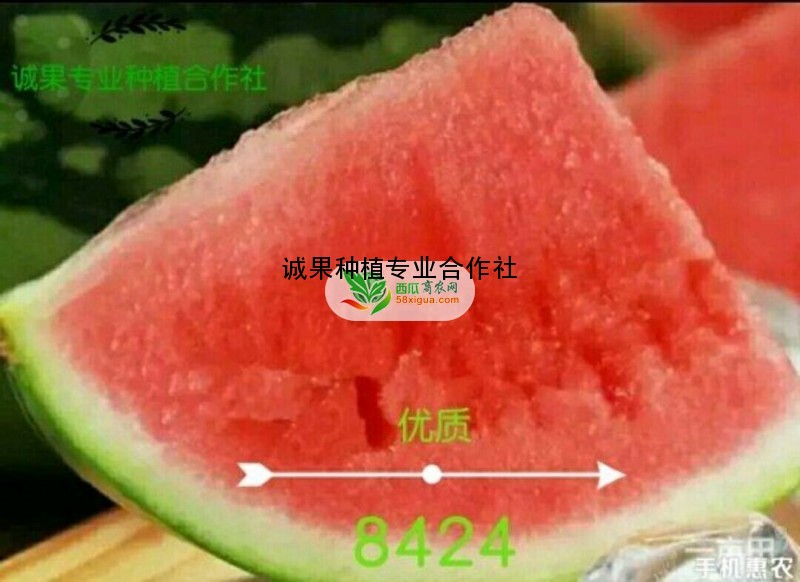 8424西瓜西瓜图二