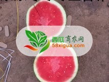 花皮无籽西瓜图二