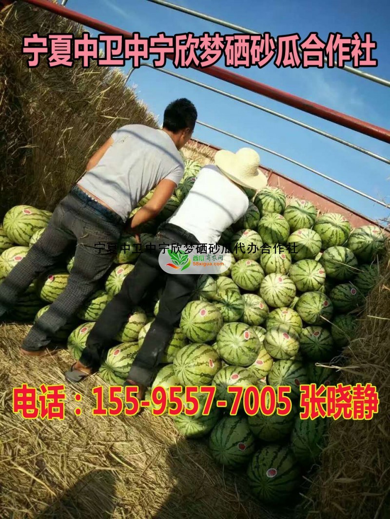 西瓜种植户西瓜图一