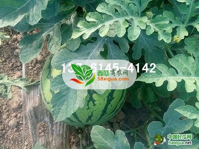 西瓜种植户西瓜图二