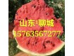 山东聊城西瓜价格-精品西瓜供应价格