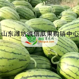 早春红玉西瓜图二