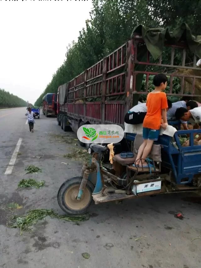 冠龙西瓜西瓜图三