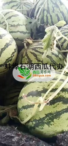 8424西瓜西瓜图三