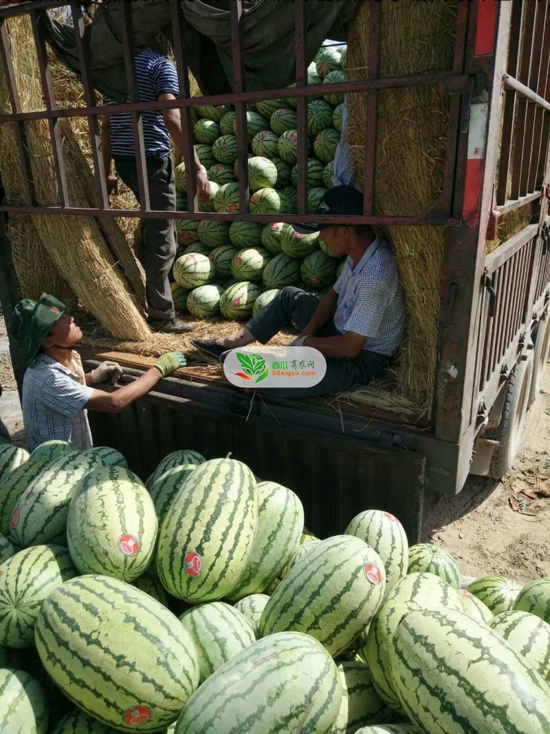 硒砂瓜西瓜图一