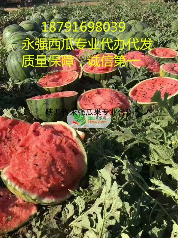 西瓜代办西瓜图一