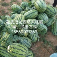 河南夏邑最大西瓜基地供应